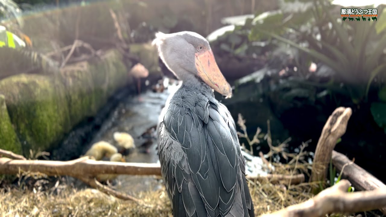 【ハシビロコウ / Shoebill】 This is Caxixi