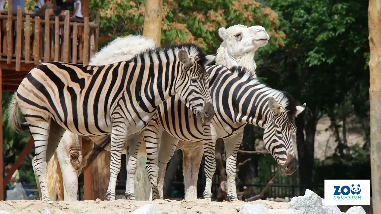 Las cebras de Zoo Aquarium Madrid