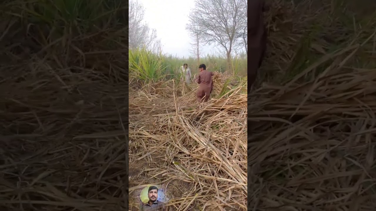 New variety of sugarcane in Punjab Largest sugarcane in the world