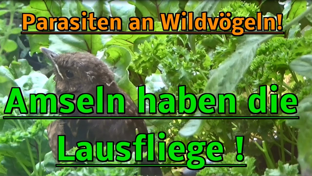 Wildvögel Amseln Schädlinge Parasiten ! Lausfliege ! Tierdokumentation !