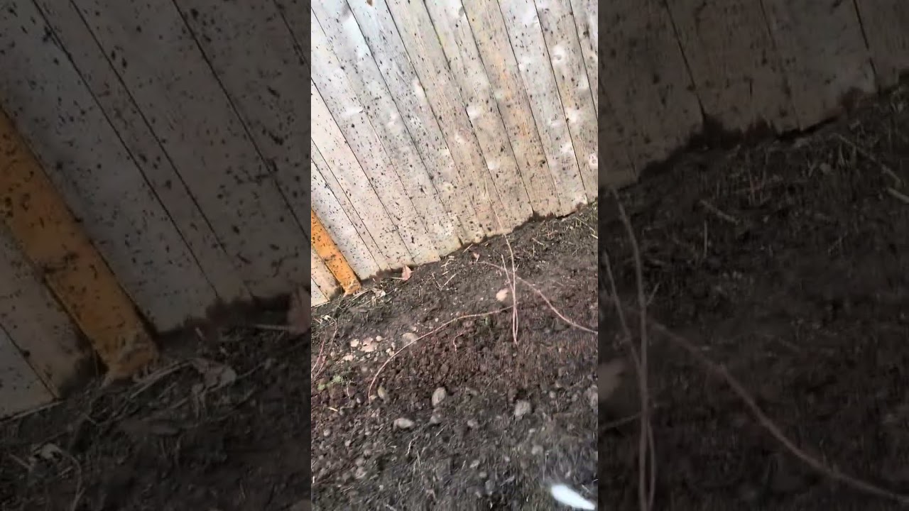 How do you dig a trench to plant daffodil 🌼 tulip 🌷 bulbs with the pressure washer Hydrotilling 