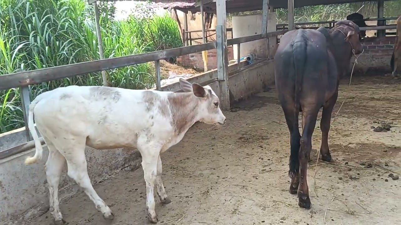 23/02/2026/ LH 0369923544 lên cho anh em bộ mẹ con cái 3B, cái lứa víp giá yêu thương 