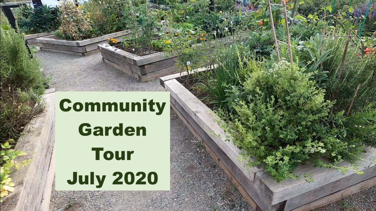 Community Garden Tour July 2020 - Raised Bed Gardeing