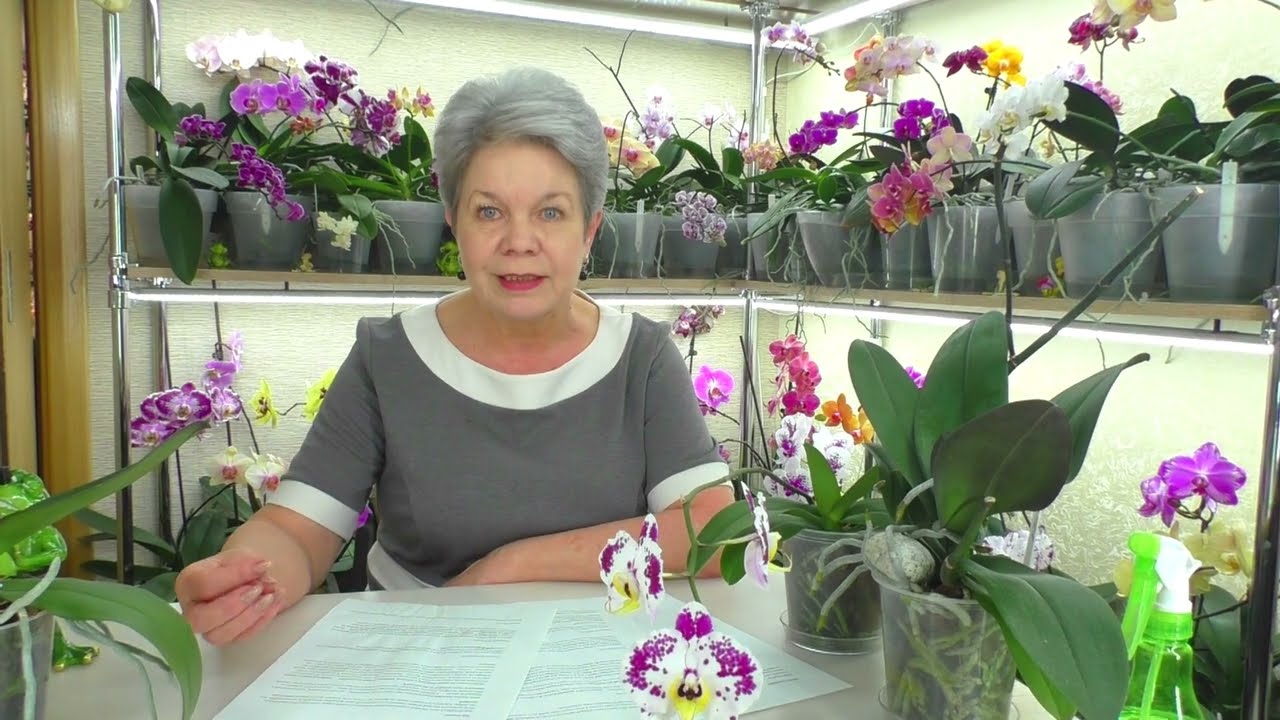 №21. Ответы на вопросы ИЗ ЖИЗНИ ОРХИДЕЙ 💐 