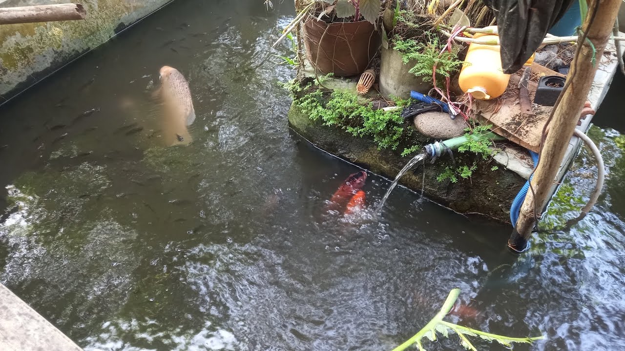 KONTROL KOLAM GURAME II NGASIH PAKAN NYARI DAUN TALAS BUAT MAKAN GURAME