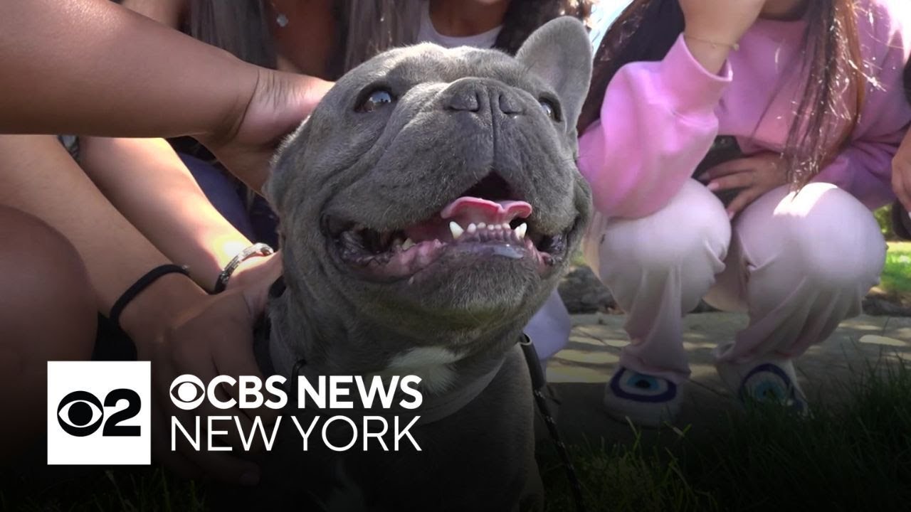 French bulldog returned to Long Island family days after apparent theft