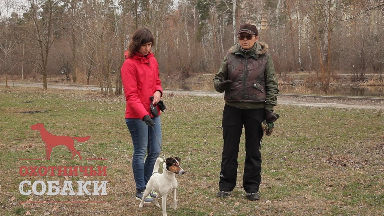 Охотничьи собаки. 17 серия. Гладкошёрстный фокстерьер
