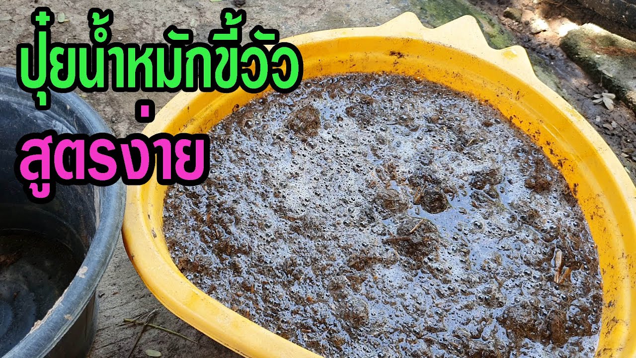 สูตรง่าย!! ทำปุ๋ยน้ำหมักขี้วัว ไว้ใช้เอง อย่างง่ายๆ by ต่าย