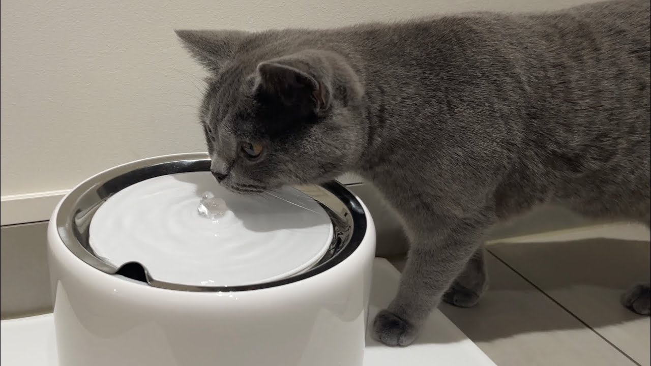 PETKIT EverSweet 3 Pro Smart Pet Drinking Fountain (with wireless pump)