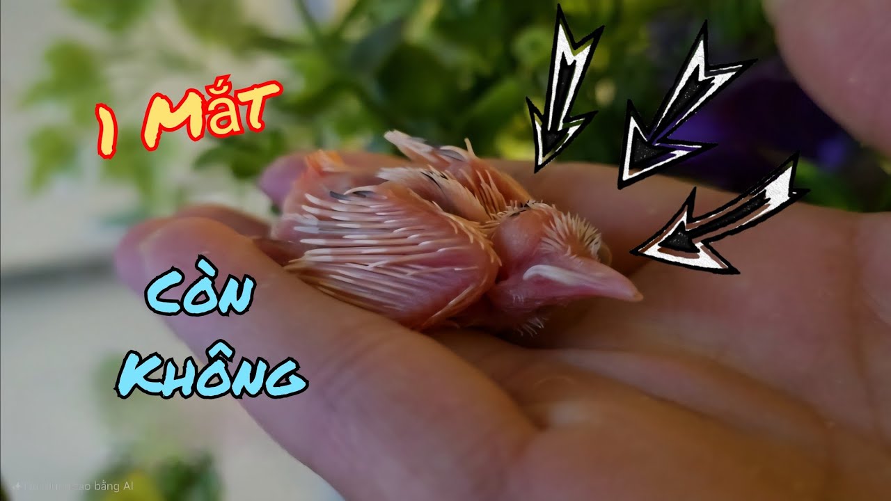 Con Chim Chào Mào Nở Ra Chỉ Có Một Mắt Còn Hay Đã Mất / HIỆP CUỘI TV