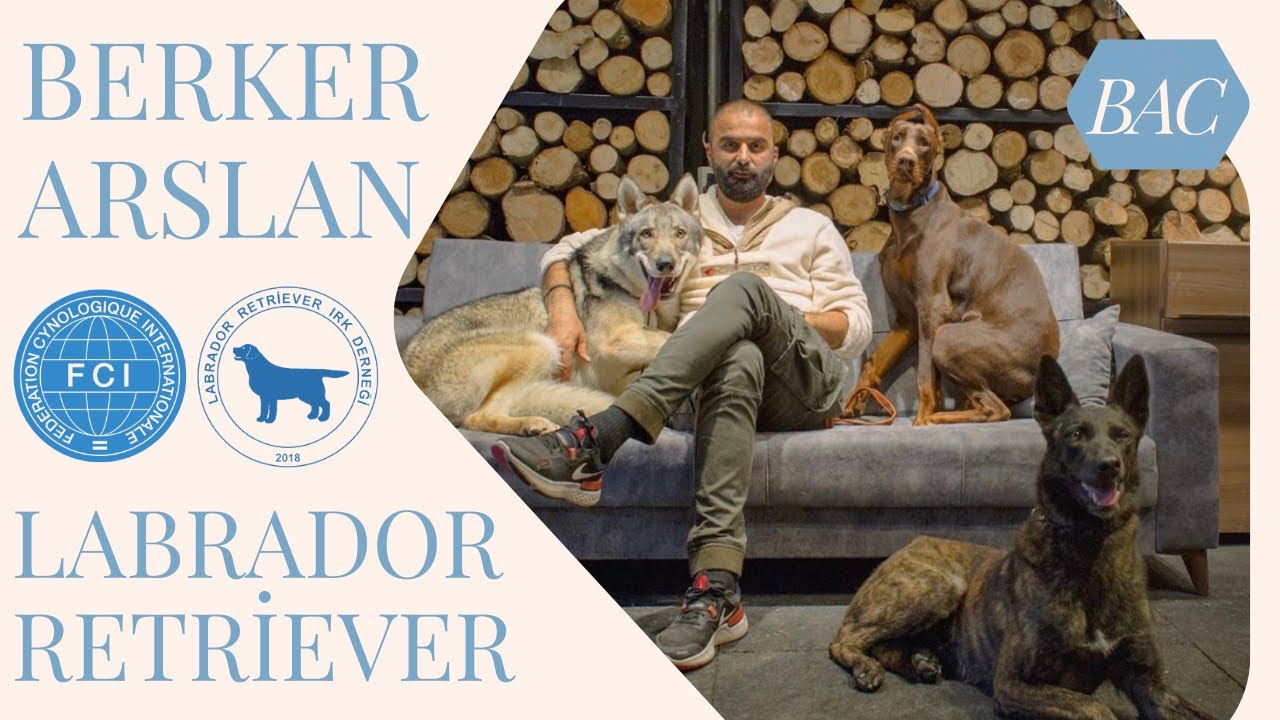BAC Köpek Eğitim Merkezi Labrador Dernek Başkanı Berker Arslan