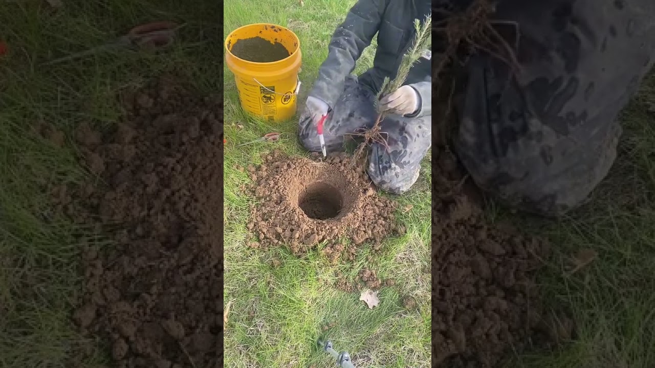 How We Planted 400 Norway Spruce Trees