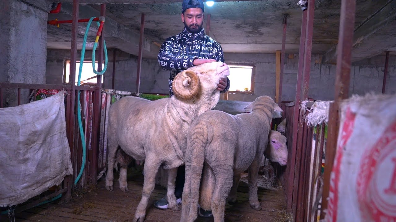 Kashmiri High Breed Merino Sheep Farm