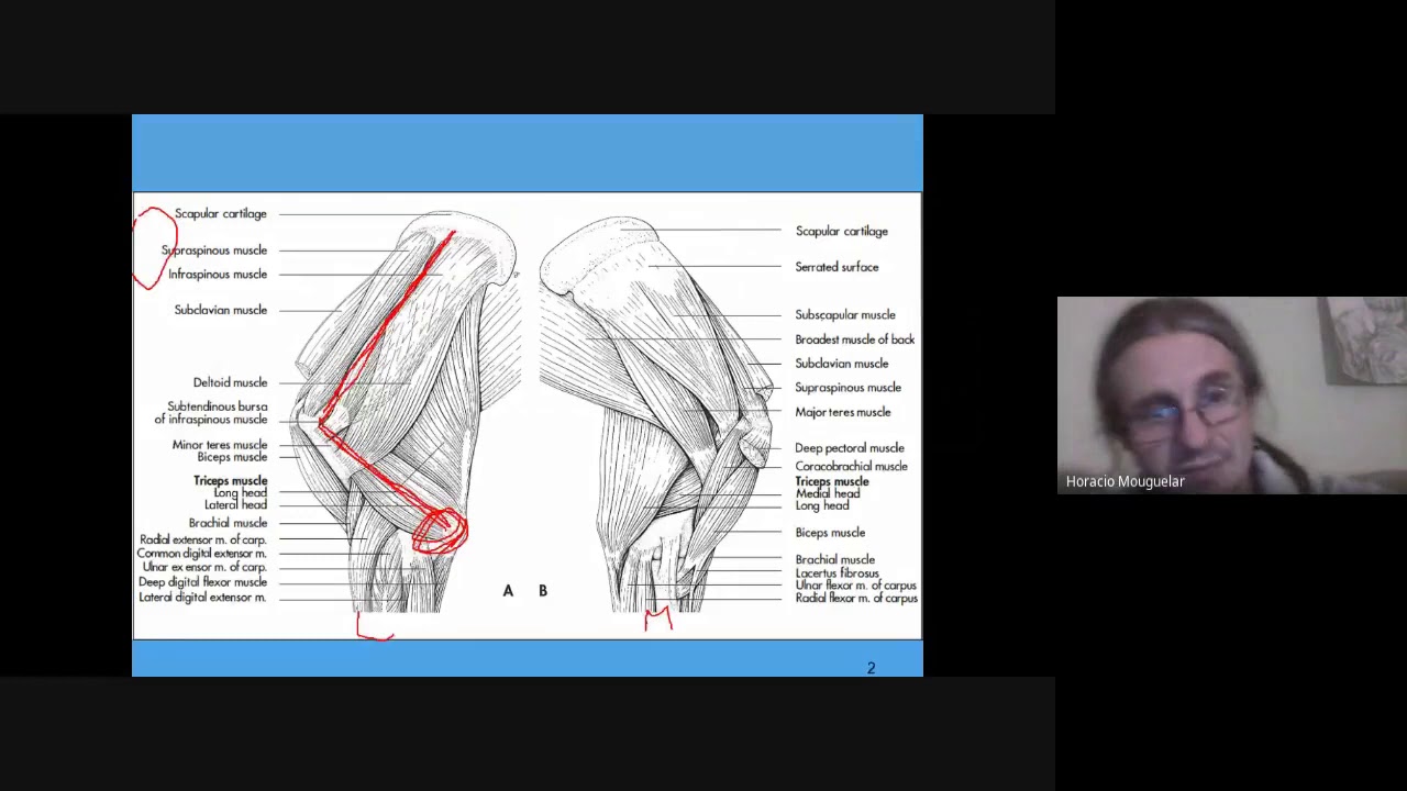 Clase M&uacute;sculos Intr&iacute;nsecos Miembro Tor&aacute;cico, parte 1