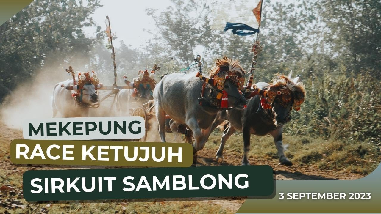 Mekepung Race Ketujuh Sirkuit Samblong - 3 September 2023