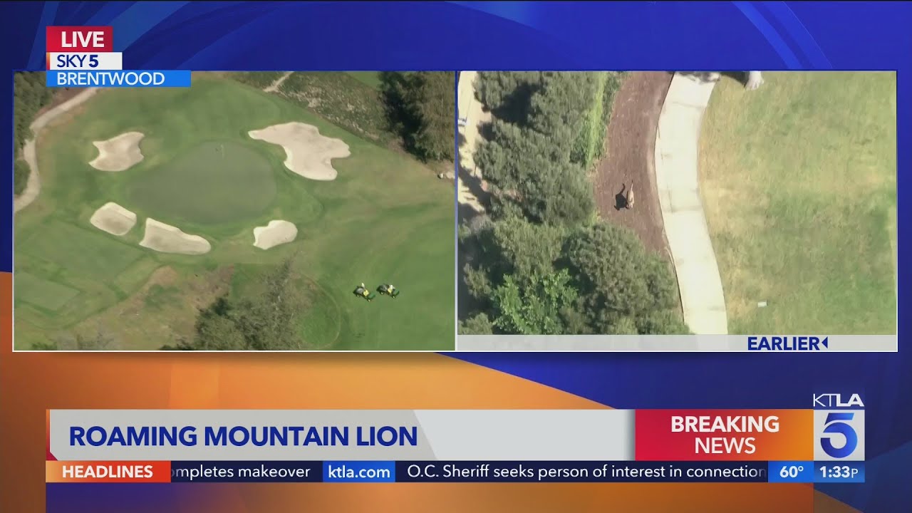 Mountain lion seen running in Brentwood