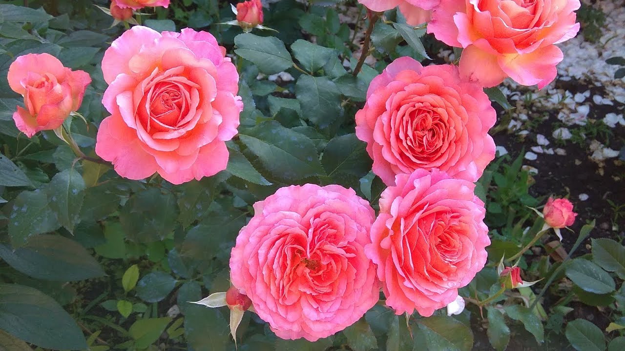 Розы❣️Посмотрите на это ВЕЛИКОЛЕПИЕ🤩Проверяю сортность новинок(Розы Крыма, Нью-Джерси)