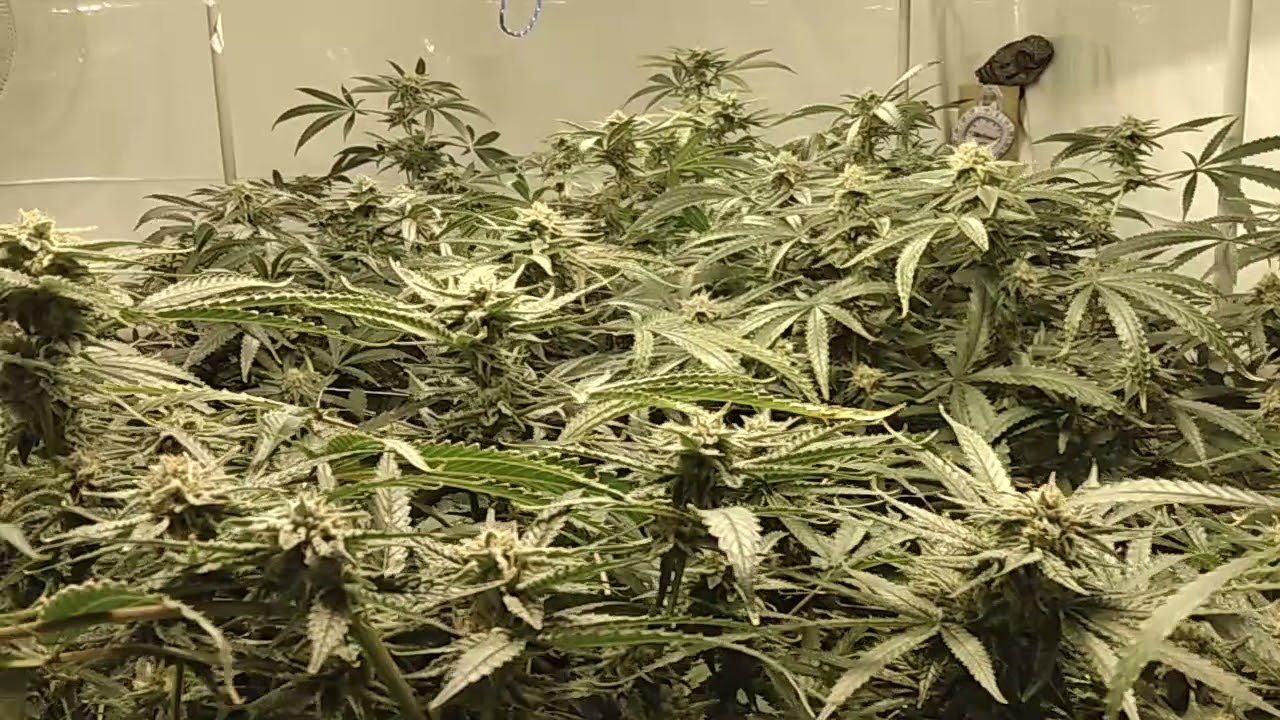 Aeroponics Week 6 Flower