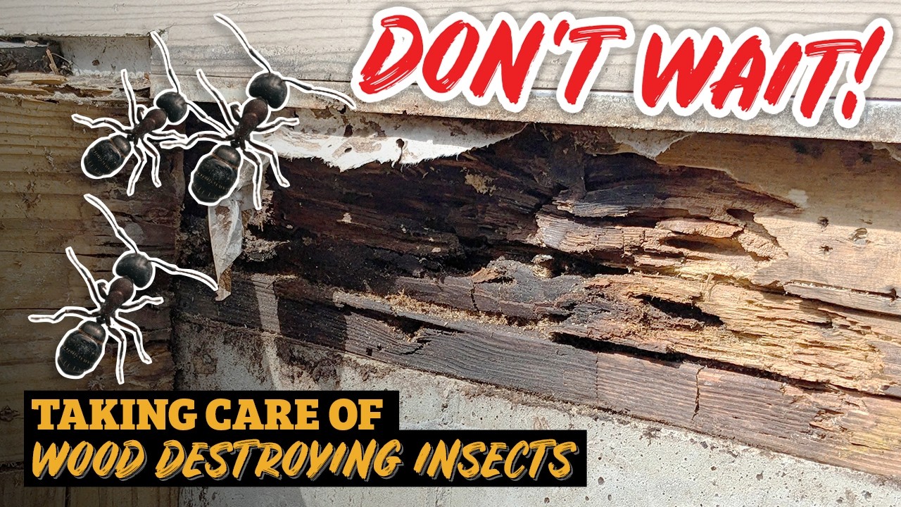 Devastating Effects of Ignoring Pest Infestations | Around Town