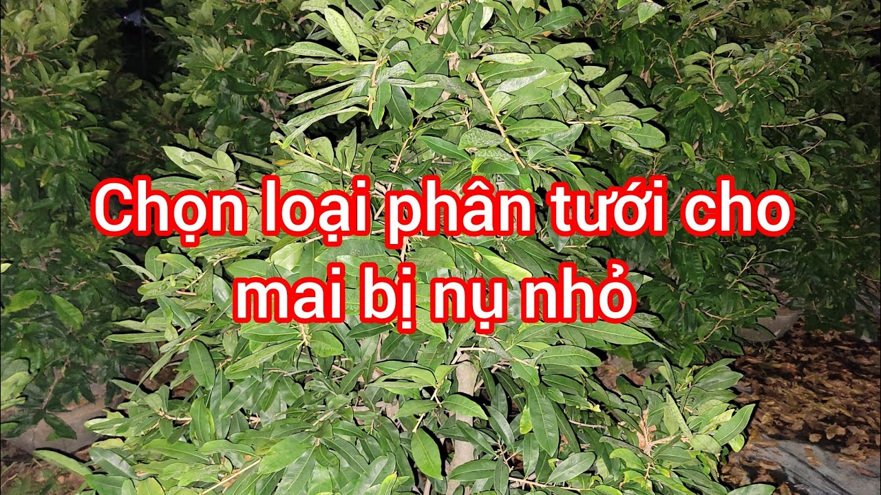 Chọn loại phân, thuốc xịt cho mai nụ còn nhỏ để kịp tiến độ chơi hoa tết,giúp nụ lớn nhanh!