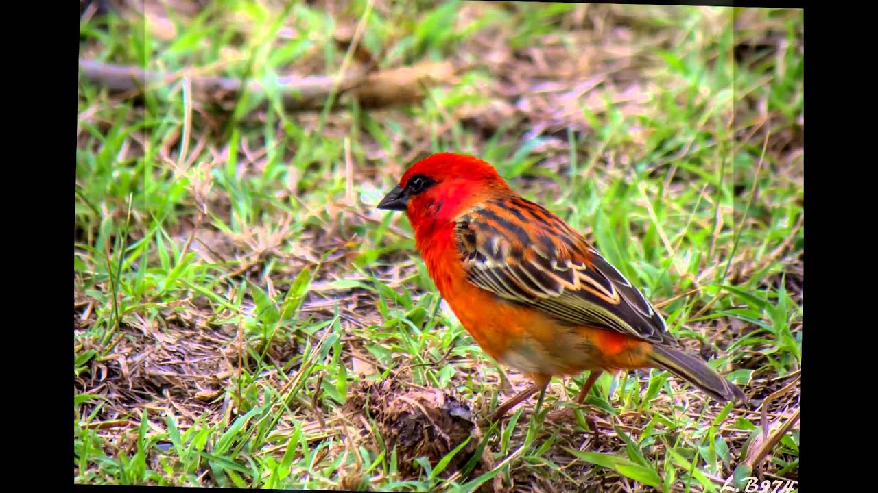 La faune de la Réunion