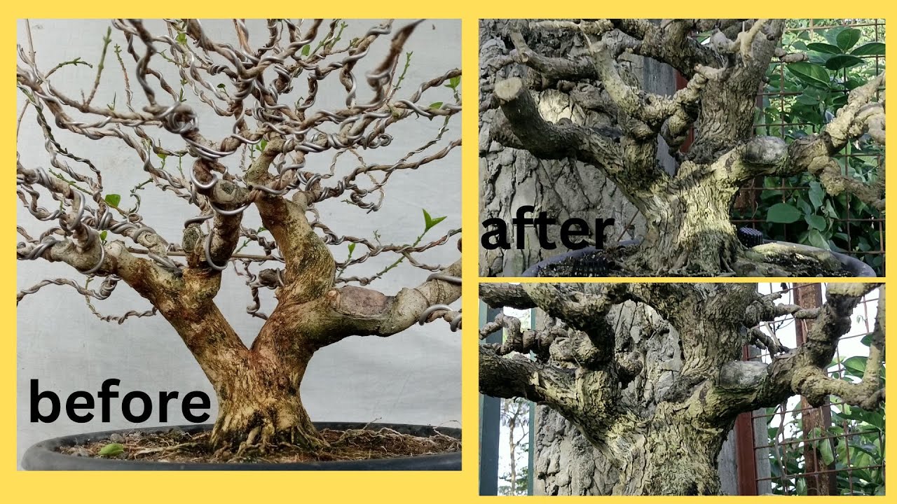 Update Argao dagat bonsai
