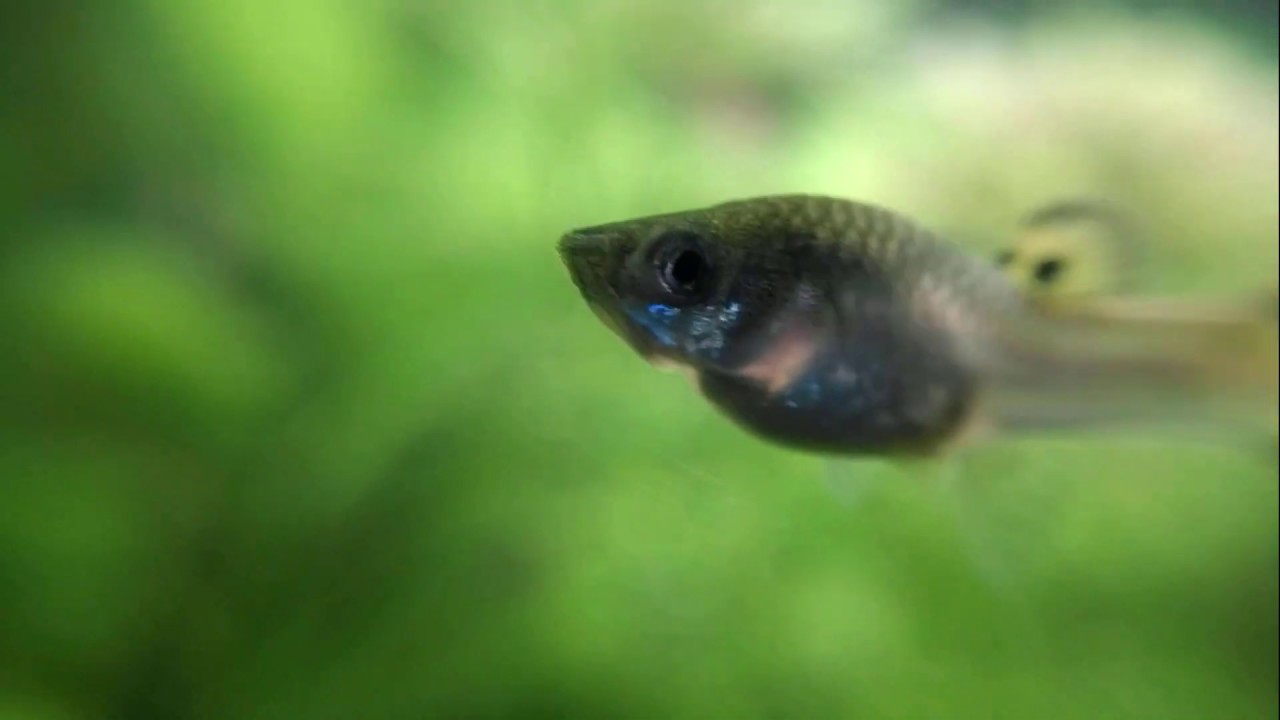 Поглед в света на един малък аквариум, пълен с много живот