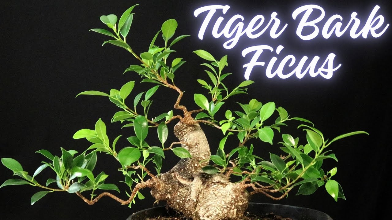 Tiger Bark Ficus Bonsai  Ficus Microcarpa
