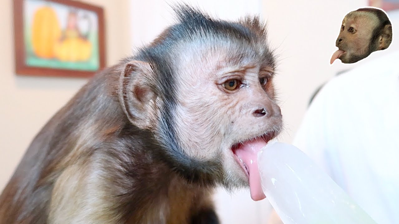 Monkey LOVES Flavored Ice Popsicle!