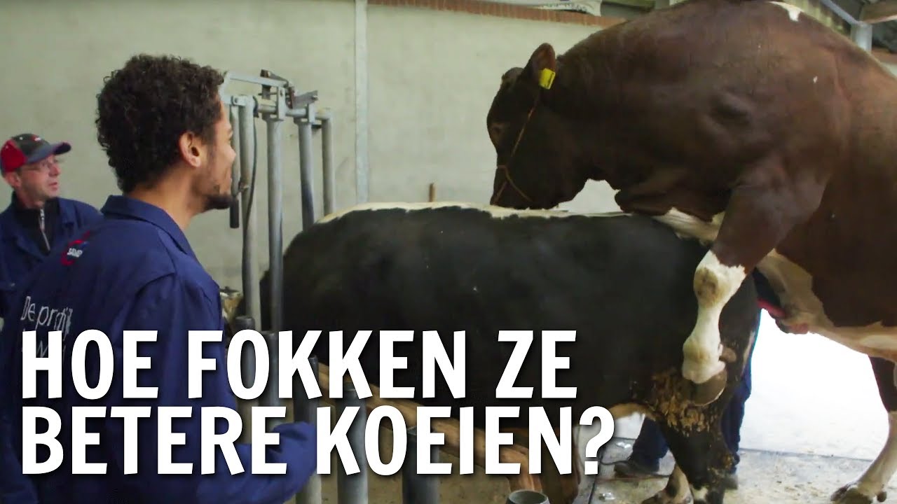 Hoe fokken ze betere koeien? | De Buitendienst over fokken