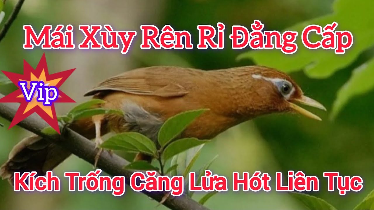 Họa Mi Mái Xùy Rên Rỉ ĐẲNG CẤP Trống Loại Cứng Đầu cũng phải hót ngay Lập Tức #hoamihothay