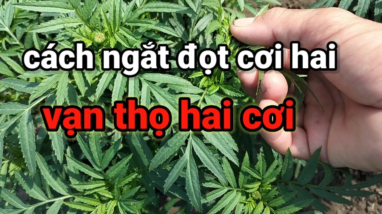 cách trồng vạn thọ hai cơi ngắt đọt lần 2 ngày 1-12