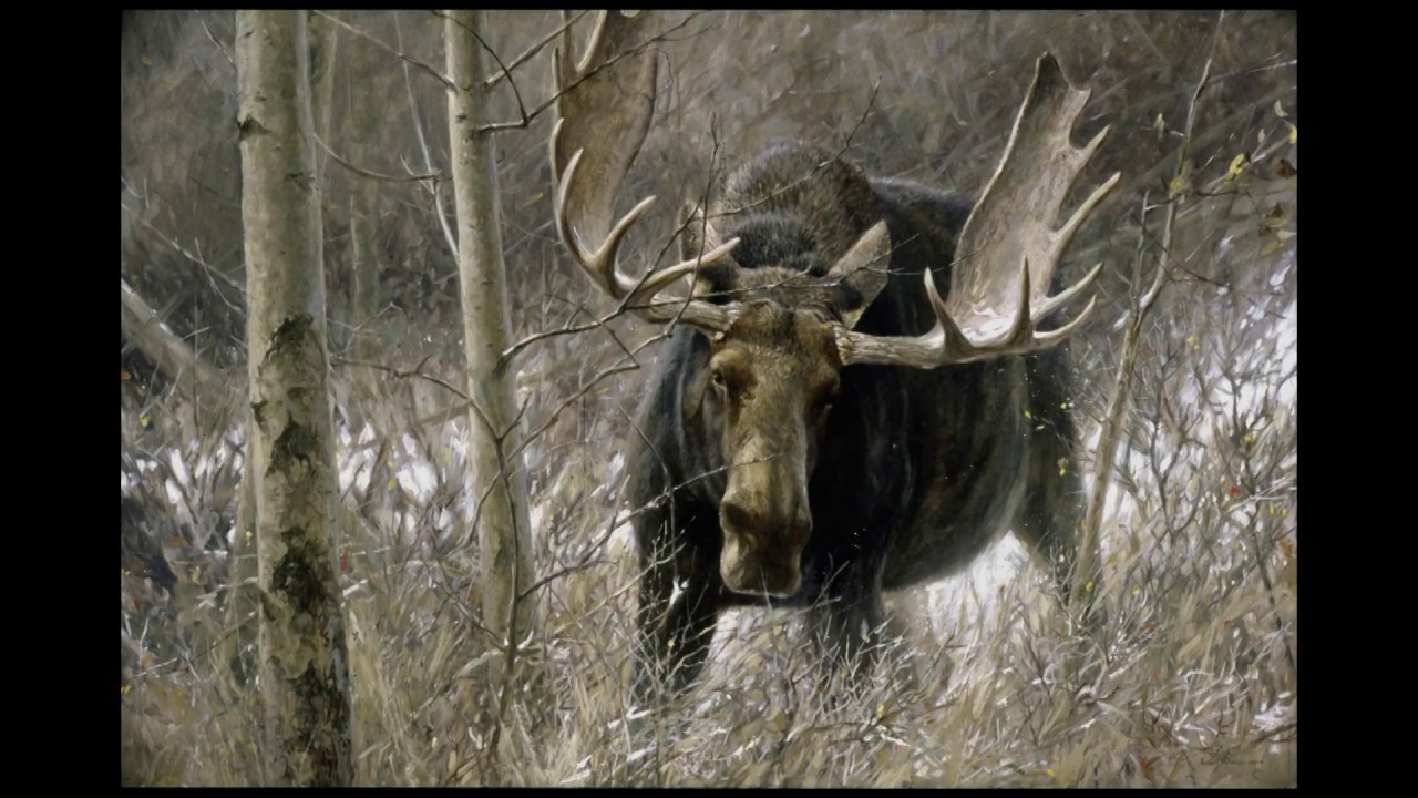 #23 - The Challenge Bull Moose by Robert Bateman