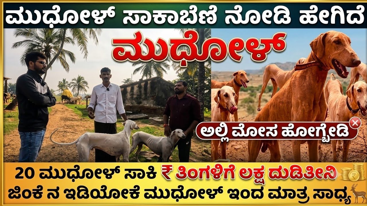 20 ಮುಧೋಳು ಸಾಕಿ ತುಂಬಾ ಲಾಭ ಆಗಿದೆ| Race ಅಲ್ಲಿ ಗೆಲ್ಲೋದು ಮುಧೋಳ್ ಒಂದೇ Mudhol dog breeders and contacts