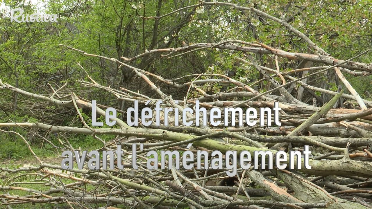 Comment réhabiliter une friche urbaine : le défrichement avant l’aménagement