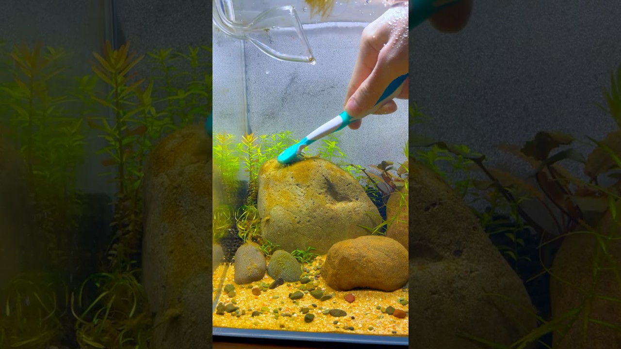 3 Ways To Beat Algae In Your FIsh Tank  #fishtank #algae #aquascape #plants