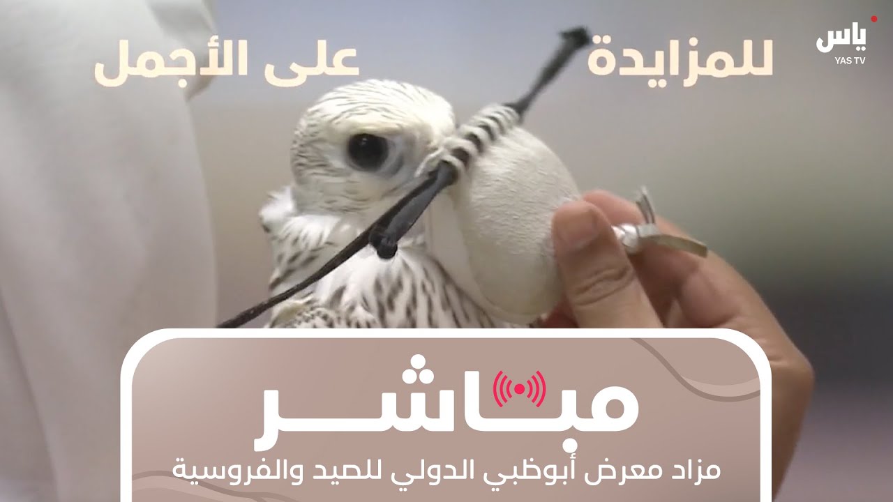 مزاد الصقور - معرض أبوظبي الدولي للصيد والفروسية 2025 - 17 أغسطس