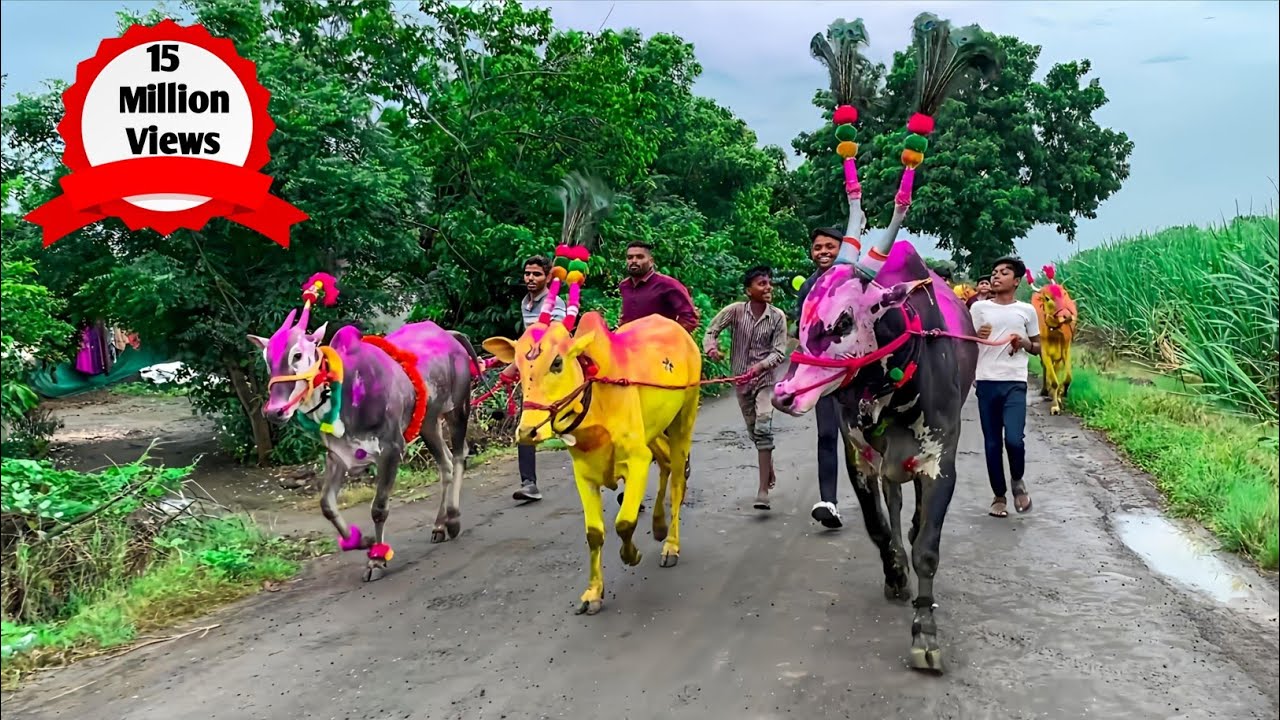 | Bail Pola Maharashtra | बैल पोळा सजावट | बेंदुर सण | | Mattu Pongal | Kadalekai Habba | Jallikattu