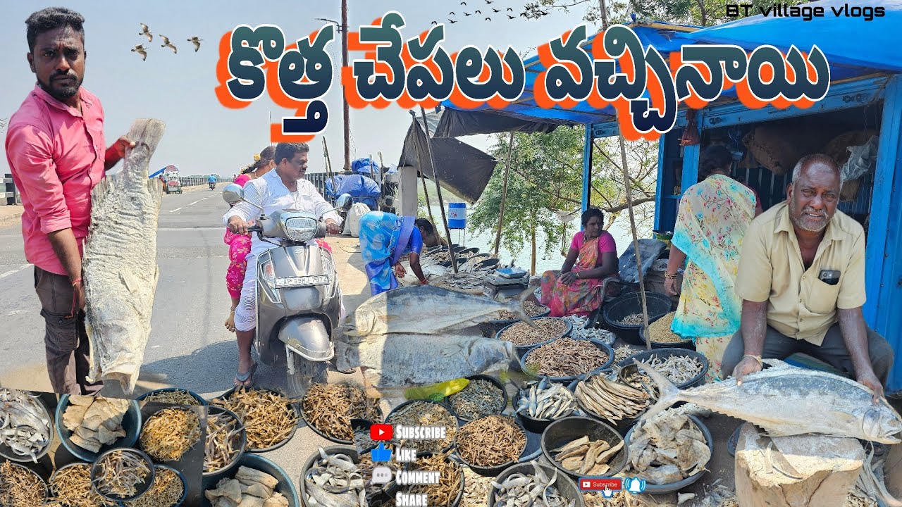 కొత్త చేపలు వచ్చినాయి#villagevideos #penumudi #dryfish #fishing #hunting #villagevlog #crabhunting 
