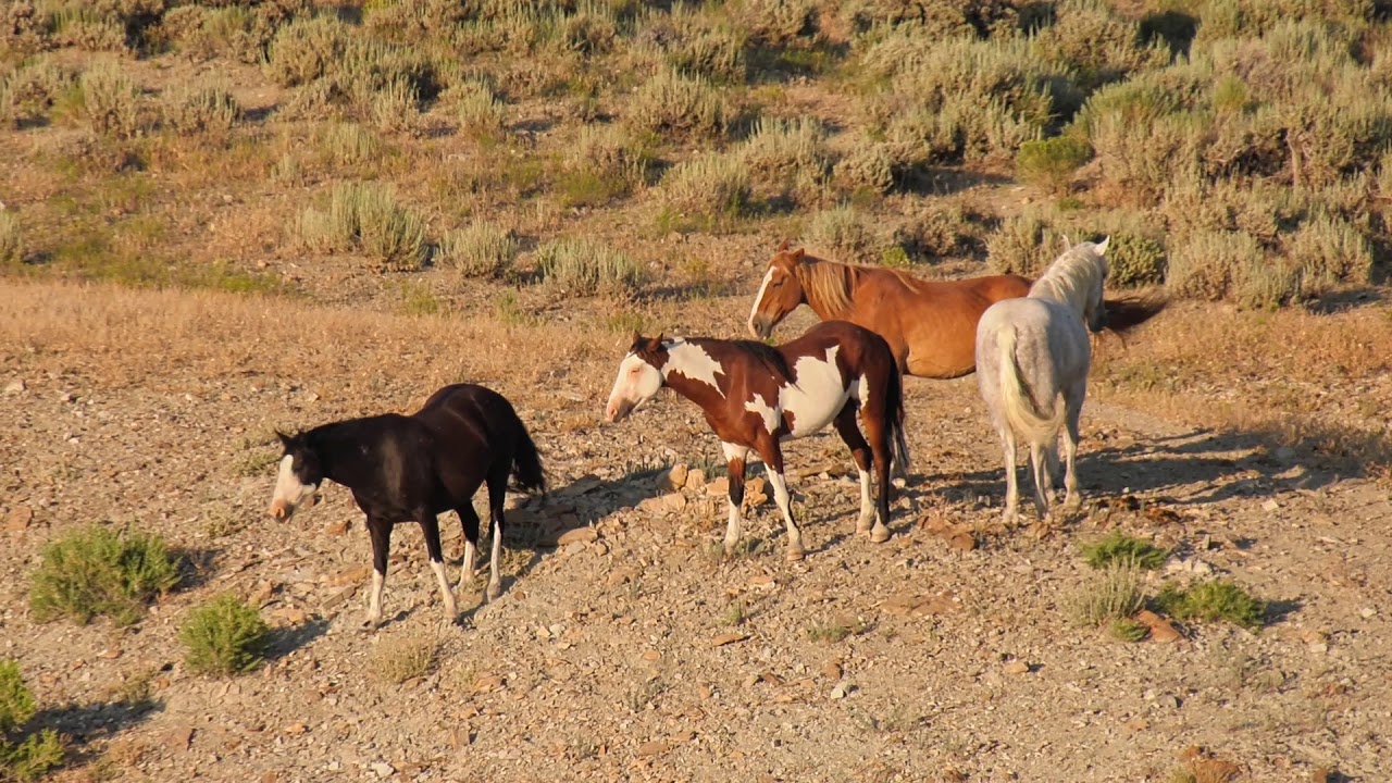 Wild horses at Sand Wash Basin Colorado Summer 2019