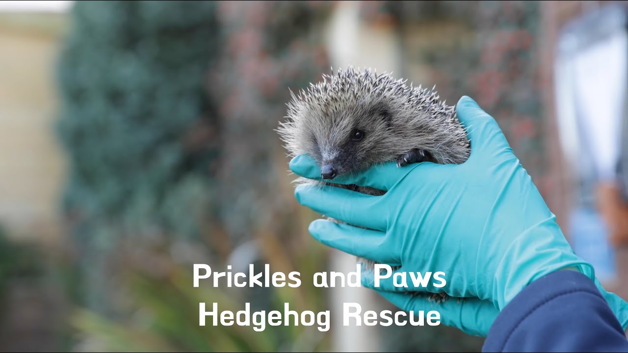 Prickles and Paws Hedgehog Rescue