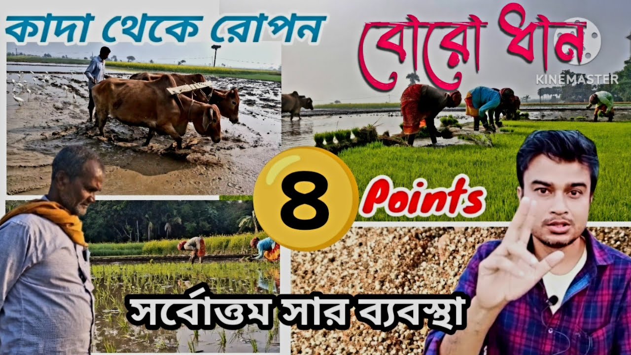 বোরো ধানের  কাদা থেকে রোপনের বিস্তারিত| ধানের কাঁদার সর্বোত্তম সার ব্যবস্থা |