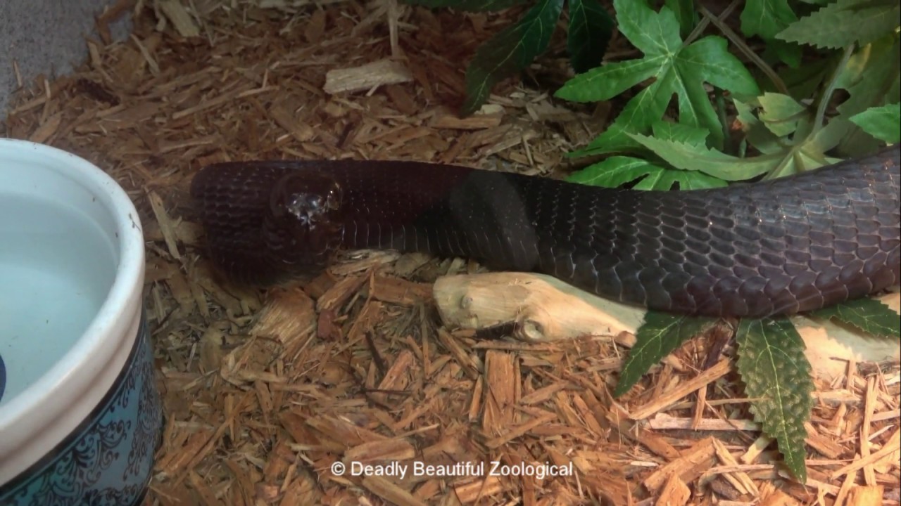 Keelback, Bucky and Baby Squamies