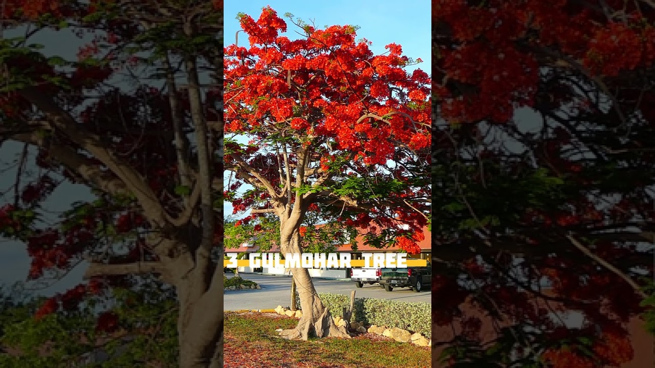 top 5 flowering trees in india | best flower tress for garden