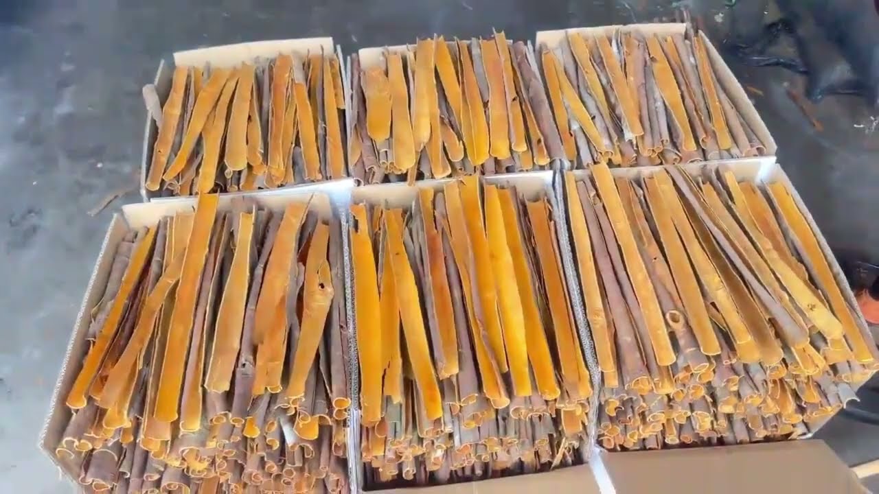 HAVIGO Making Split Cassia