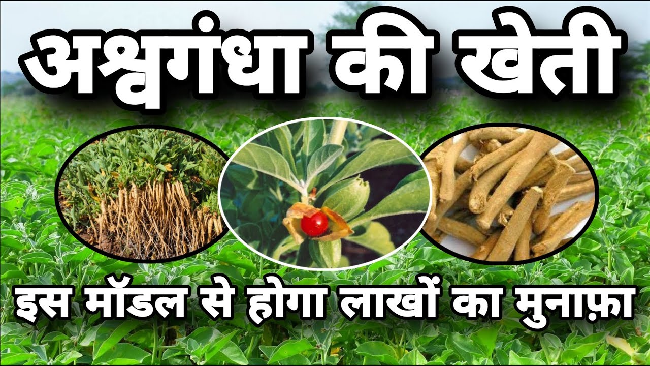 अश्वगंधा की खेती कैसे करें। A to Z जानकारी। अश्वगंधा की खेती में लागत और आमदनी I Ashwagandha Farming