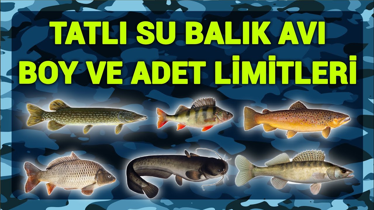 Tatlısu Balık&ccedil;ılığında Balık &Ccedil;eşitleri, Avlanma Boy Limitleri ve Alıkonulma Miktarları