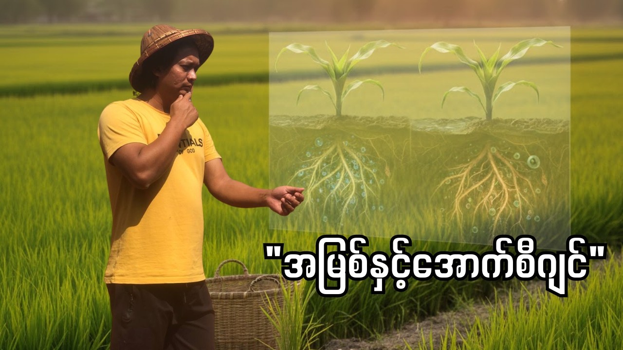မြေဩဇာတွေ အများကြီးကျွေးပေမဲ့ အပင်က ဘာလို့ မထွားတာလဲ?