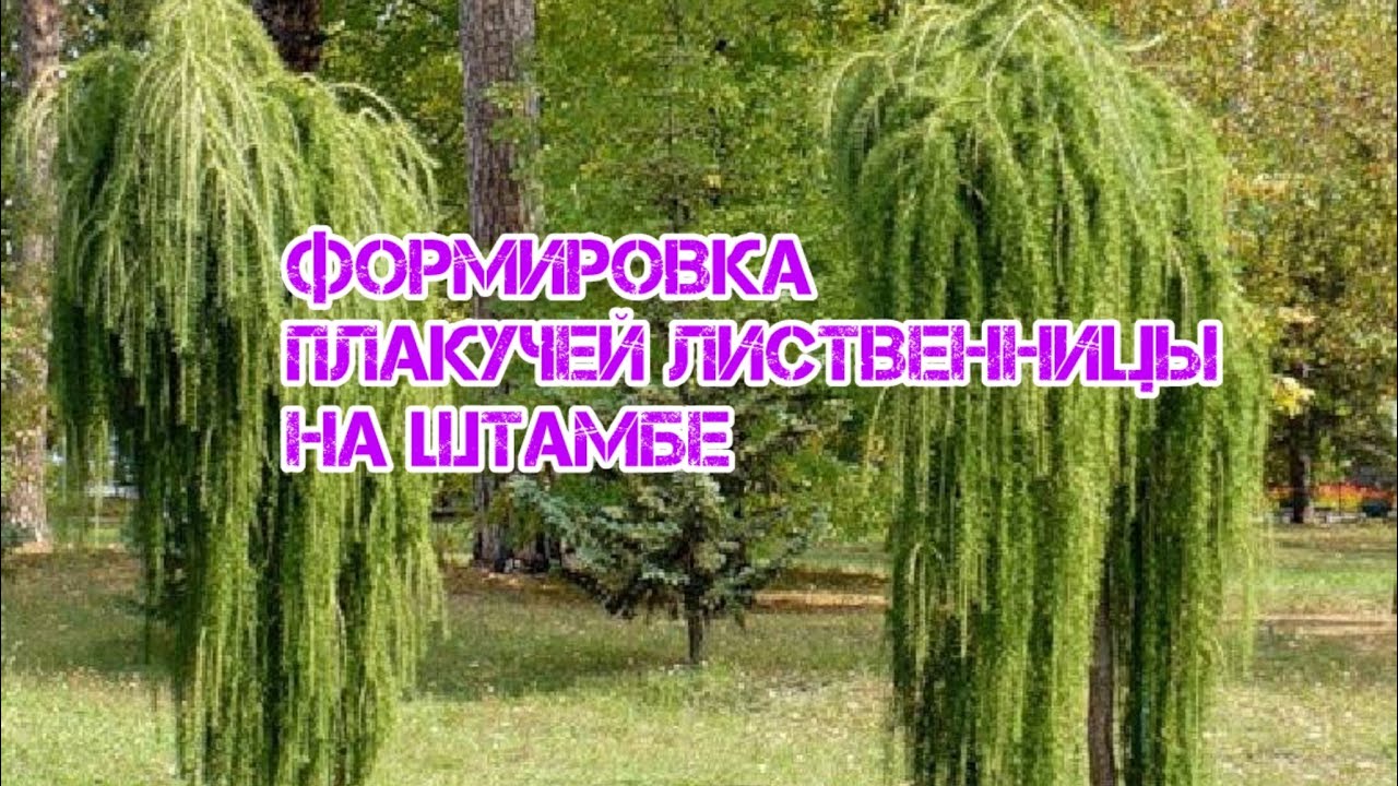 Обрезка лиственницы
