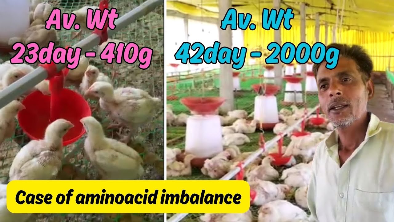 How underweight flock is recovered! Bigda hua flock farmer ko nuksan se bachaya #poutlryfeed